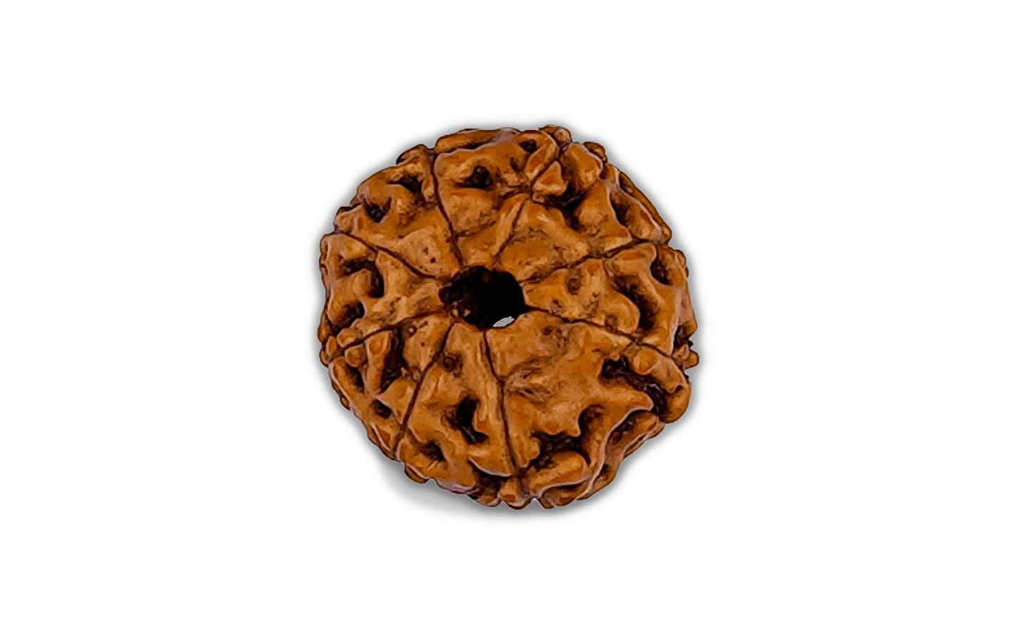 8 Mukhi Rudraksha (Indo)
