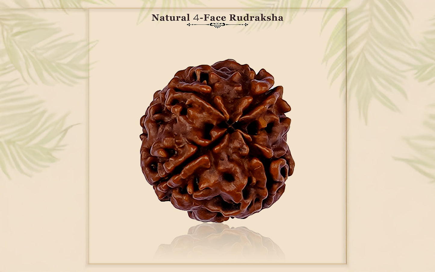 4 Mukhi Rudraksha (Nepali)