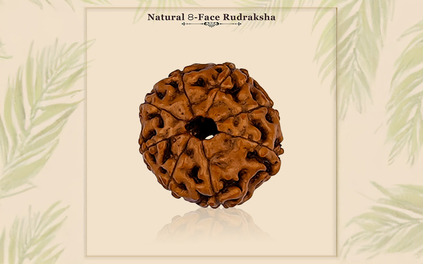 8 Mukhi Rudraksha (Indonesian Bead) - Gemsmantra