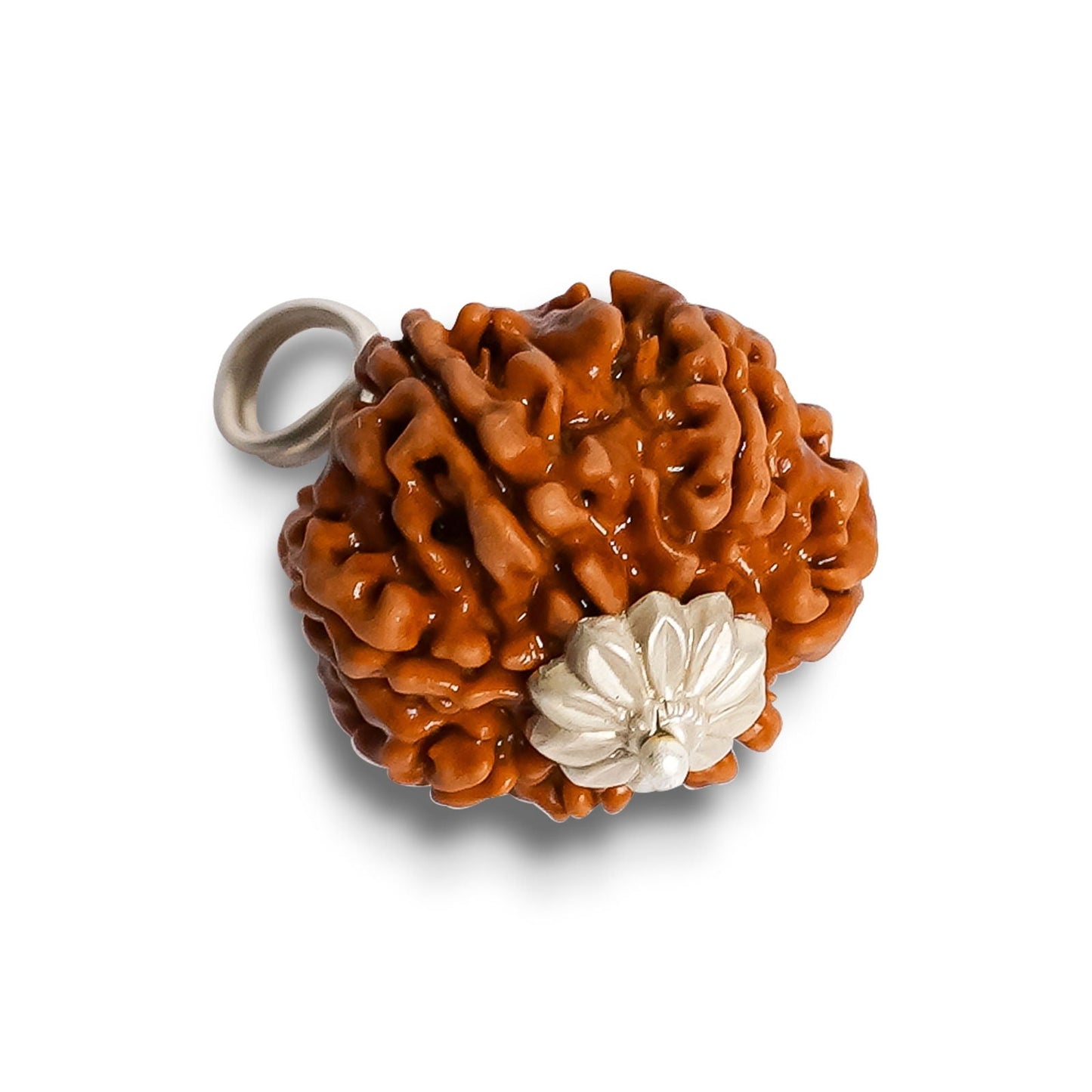8 Mukhi Rudraksha (Indo)