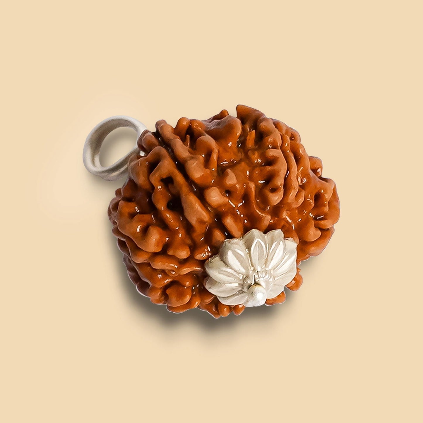 8 Mukhi Rudraksha (Indo)