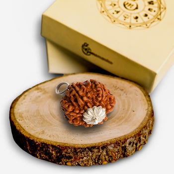 8 Mukhi Rudraksha (Indo)