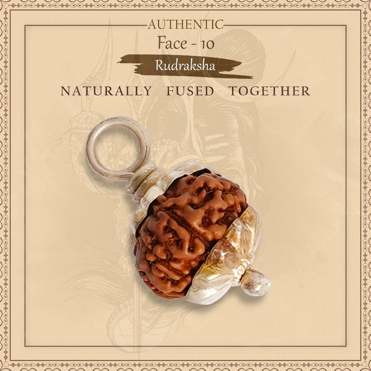 10 Mukhi Rudraksha (Indo)
