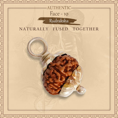10 Mukhi Rudraksha (Indo)