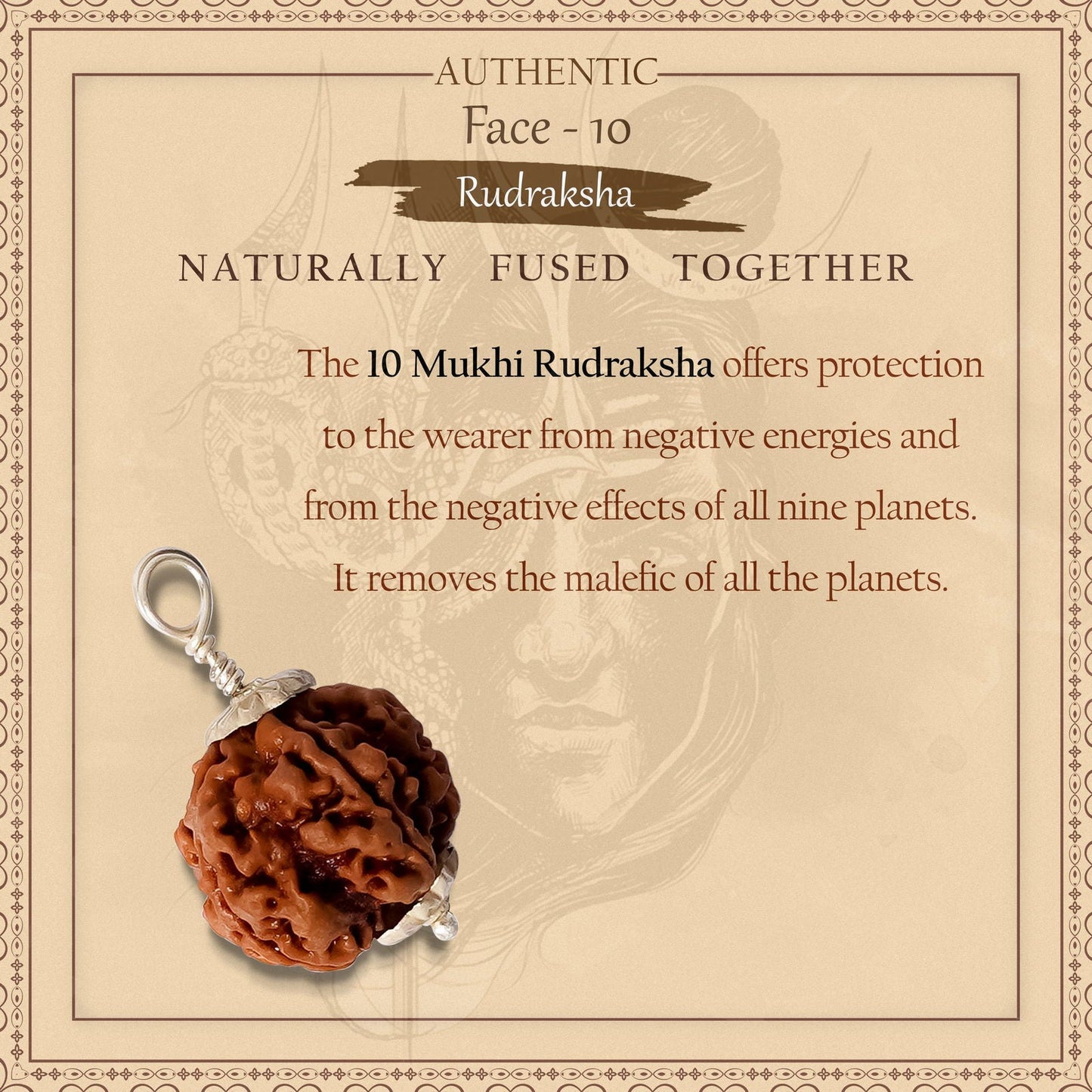 10 Mukhi Rudraksha (Indo)