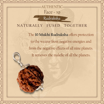 10 Mukhi Rudraksha (Indo)