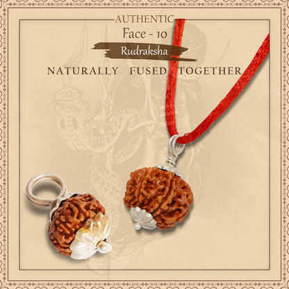 10 Mukhi Rudraksha (Indo)