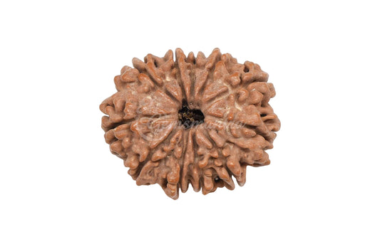 11 Mukhi Rudraksha (Nepali)