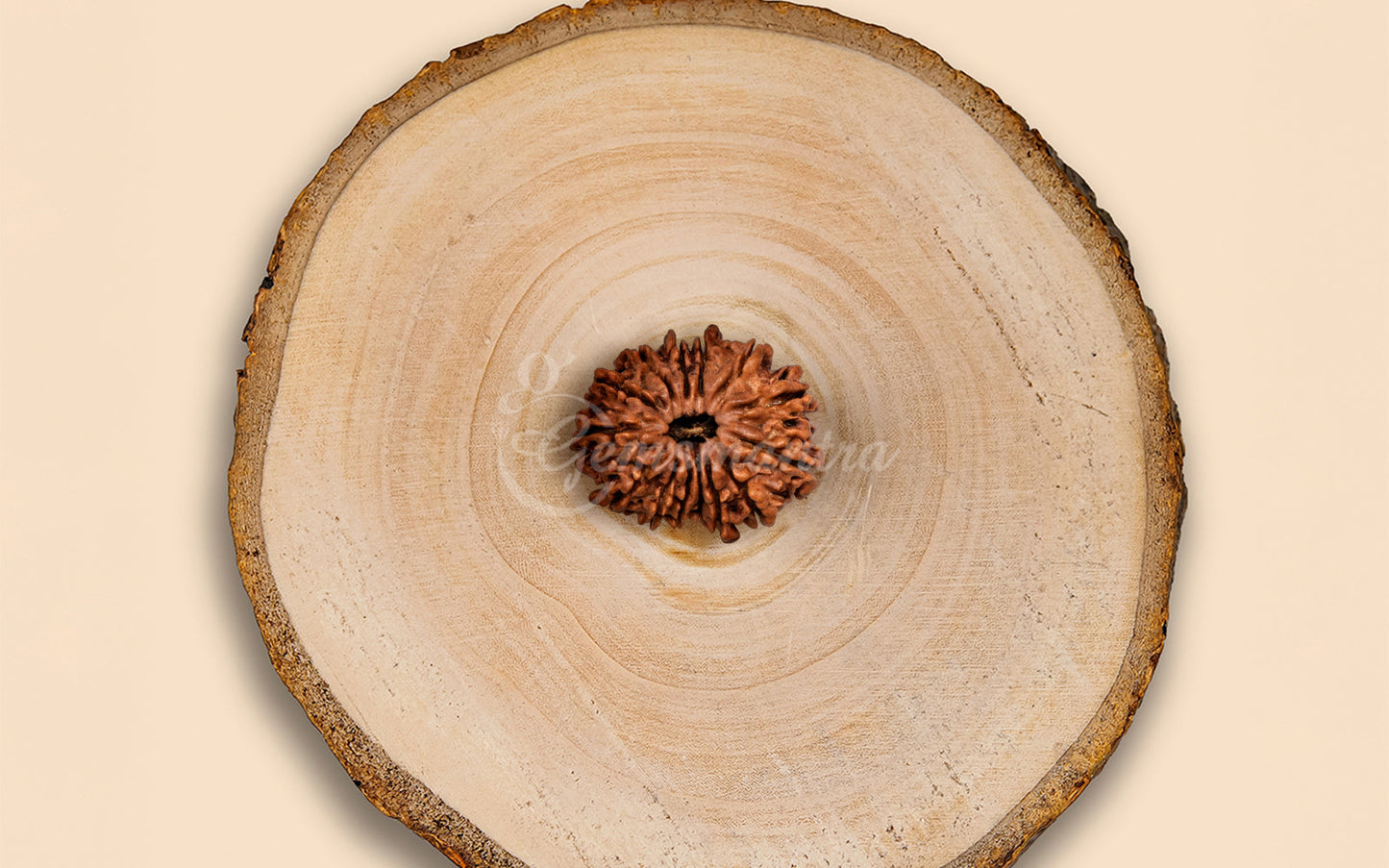14 Mukhi Rudraksha (Nepali)