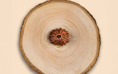 14 Mukhi Rudraksha (Nepali)