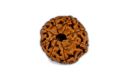 8 Mukhi Rudraksha (Indo)