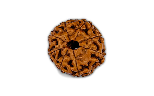 8 Mukhi Rudraksha (Indo)