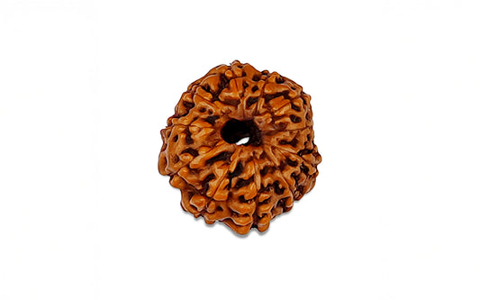 11 Mukhi Rudraksha (Indo)