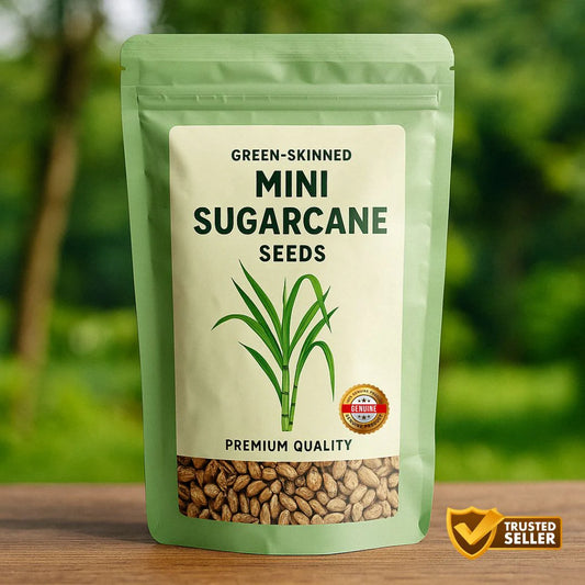 Green-Skinned Mini Sugarcane - Pack of 50 Sugarcane pant seeds