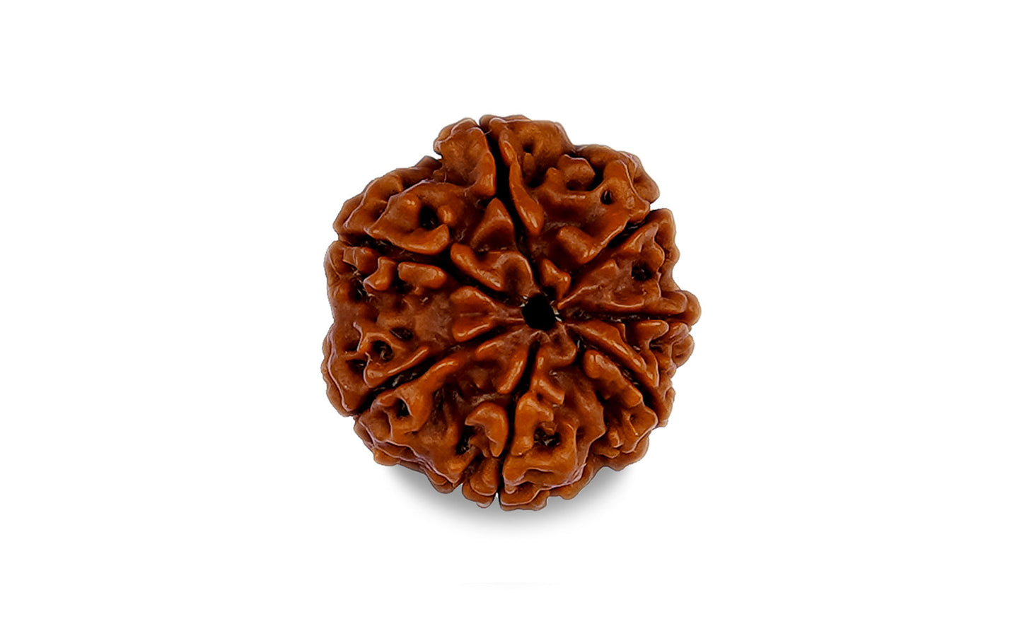 7 Mukhi Rudraksha (Nepali)
