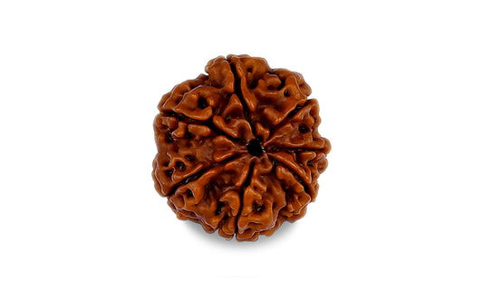 7 Mukhi Rudraksha (Nepali)