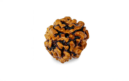 3 Mukhi Rudraksha (Nepali)