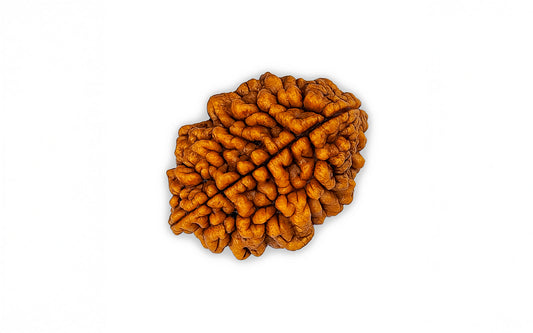 2 Mukhi Rudraksha (Indian)