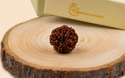 7 Mukhi Rudraksha (Nepali)