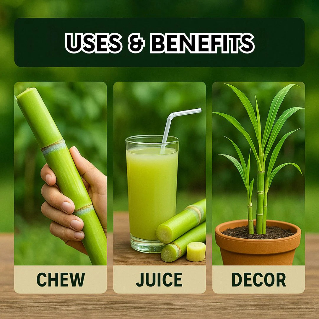 Green-Skinned Mini Sugarcane - Pack of 50 Sugarcane pant seeds
