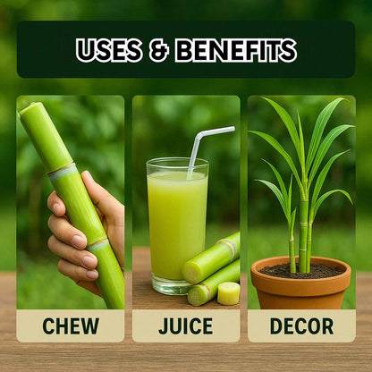 Green-Skinned Mini Sugarcane - Pack of 50 Sugarcane pant seeds