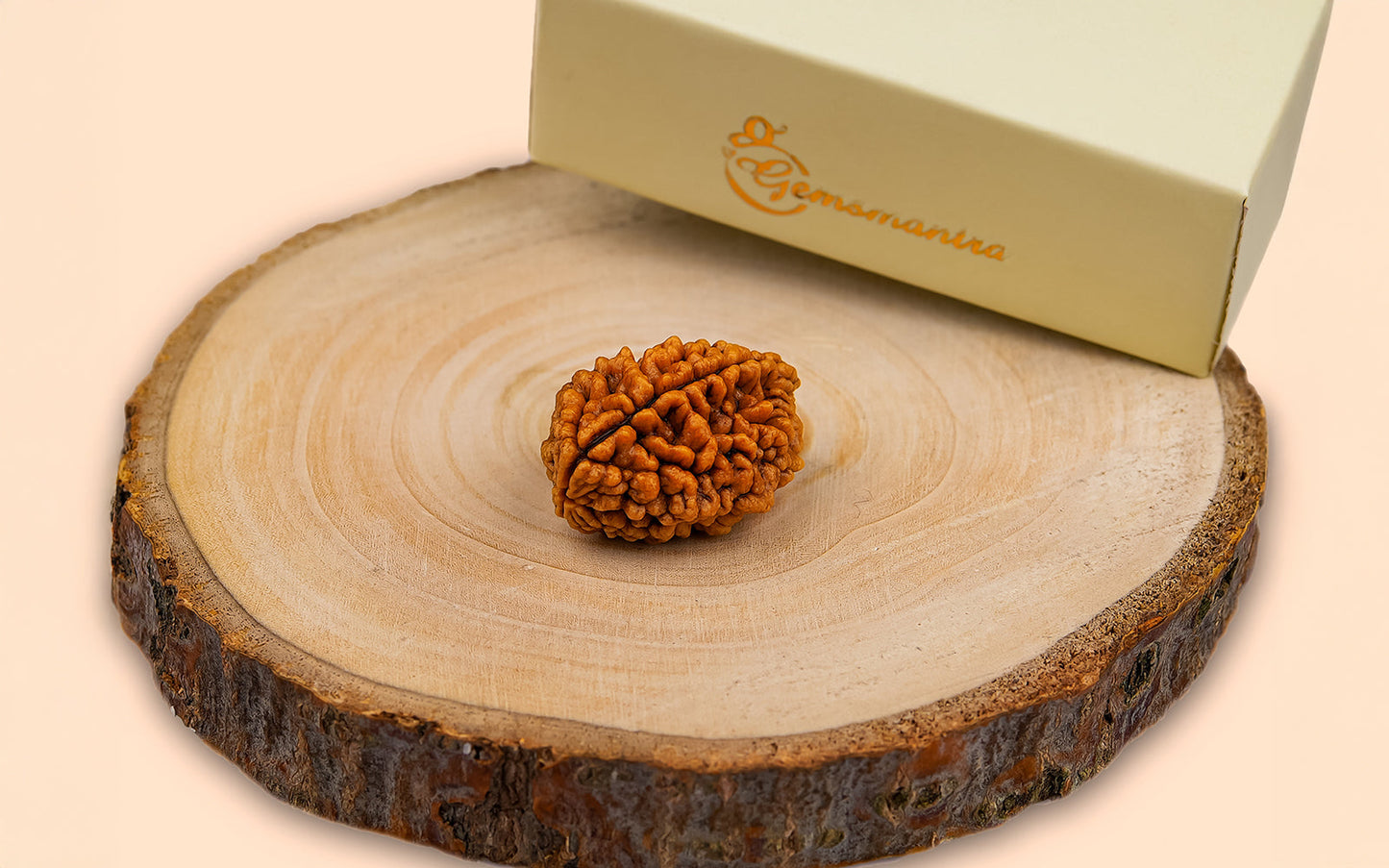 2 Mukhi Rudraksha (Indian)