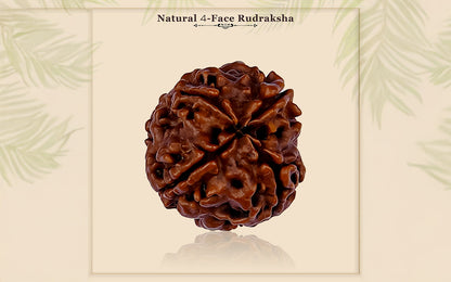 4 Mukhi Rudraksha (Nepali)
