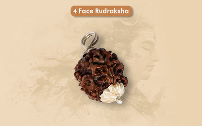 4 Mukhi Rudraksha (Nepali)