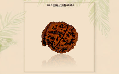 Ganesha Rudraksha