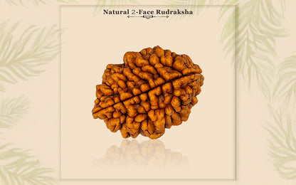 2 Mukhi Rudraksha (Indian)