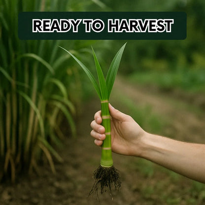 Green-Skinned Mini Sugarcane - Pack of 50 Sugarcane pant seeds