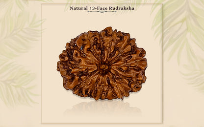 13 Mukhi Rudraksha (Indo)