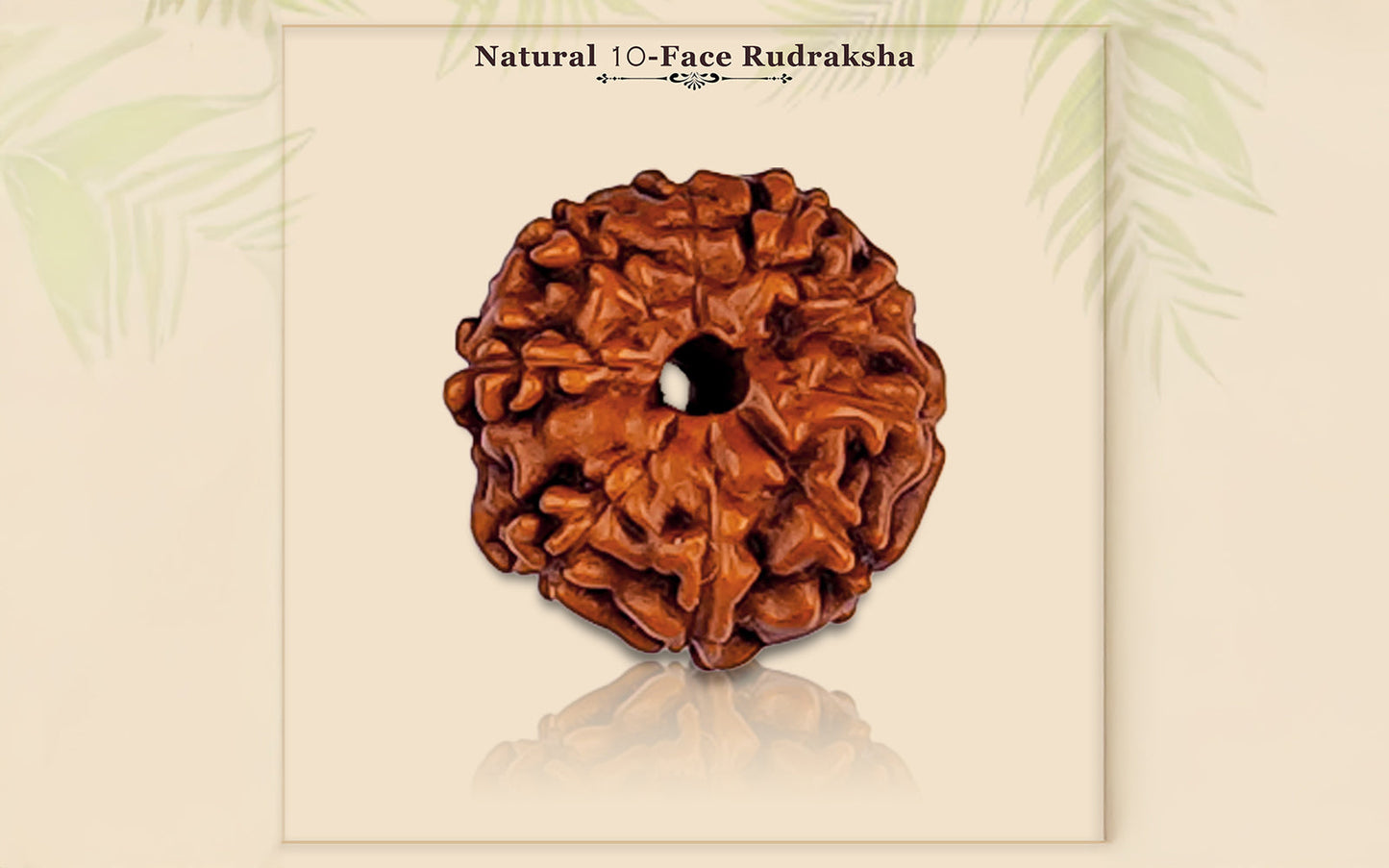 10 Mukhi Rudraksha (Indonesian Bead) - Gemsmantra