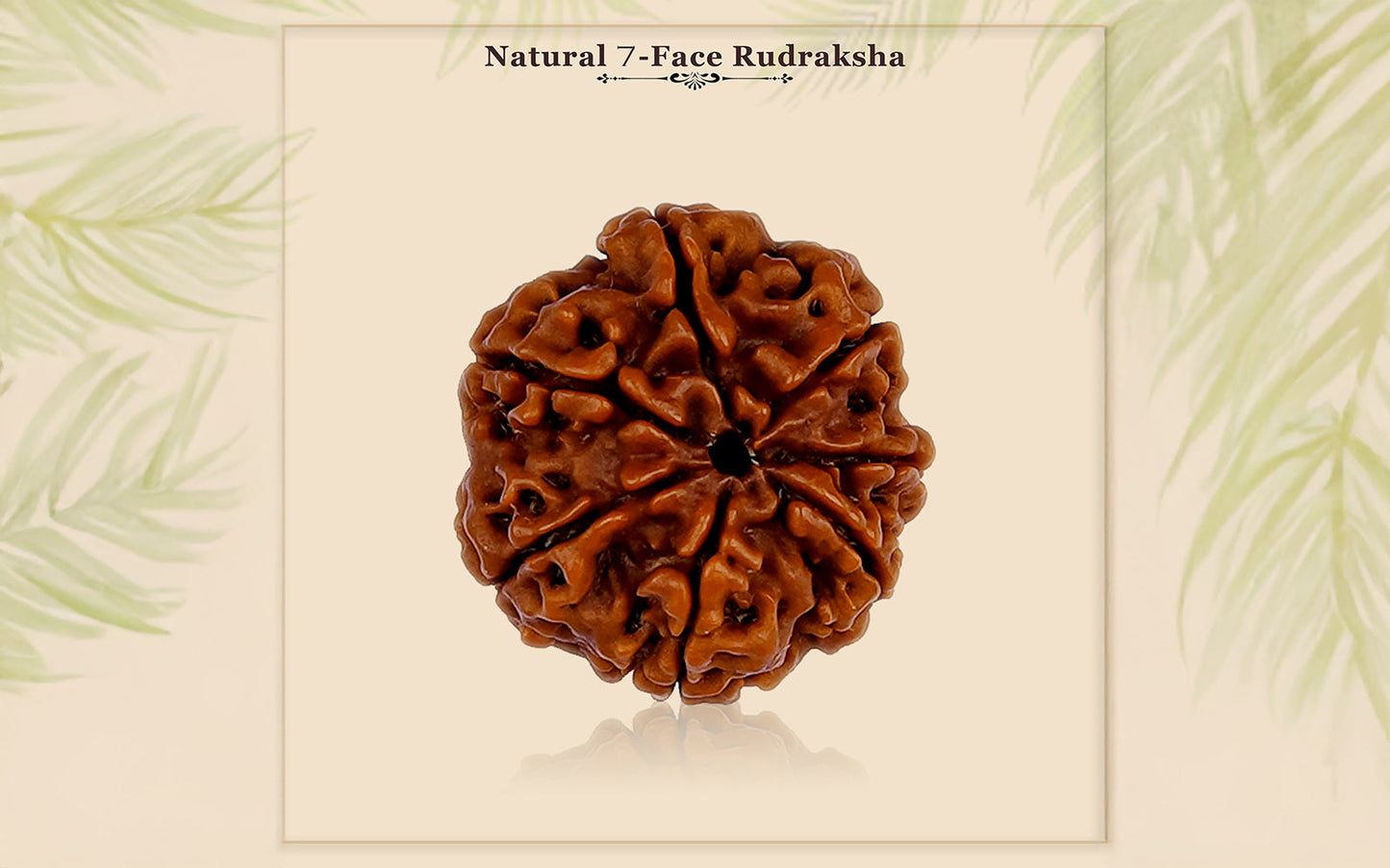 7 Mukhi Rudraksha (Nepali)