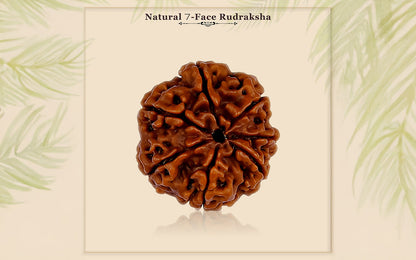 7 Mukhi Rudraksha (Nepali)