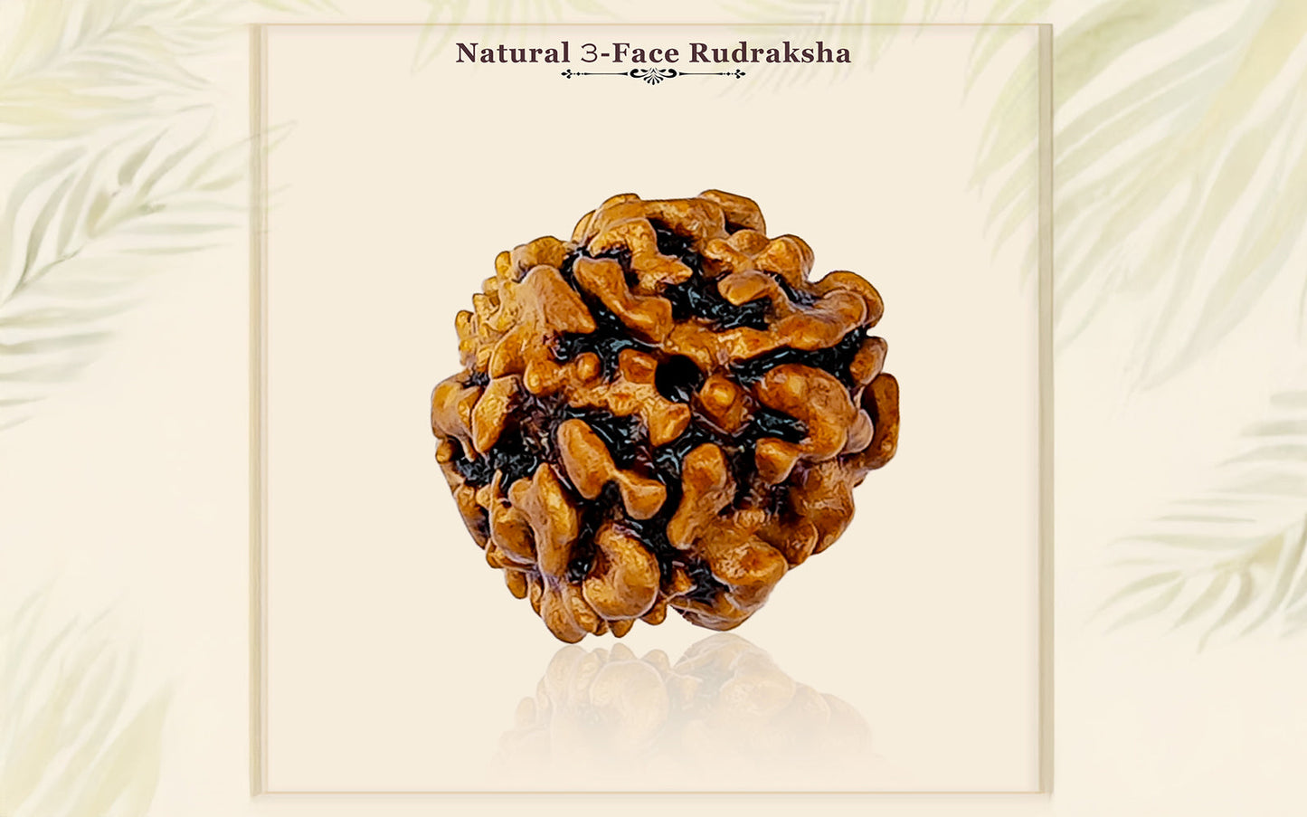3 Mukhi Rudraksha (Nepali)