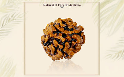 3 Mukhi Rudraksha (Nepali)