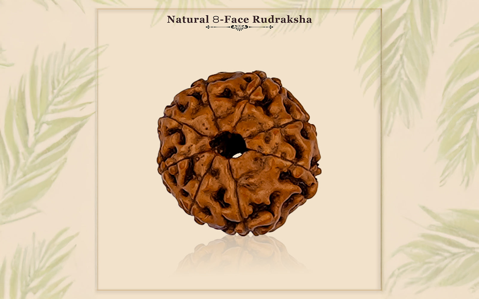 8 Mukhi Rudraksha (Indonesian Bead) - Gemsmantra