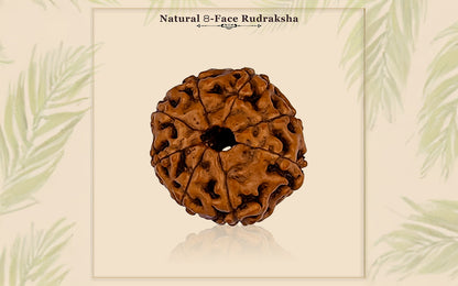 8 Mukhi Rudraksha (Indonesian Bead) - Gemsmantra