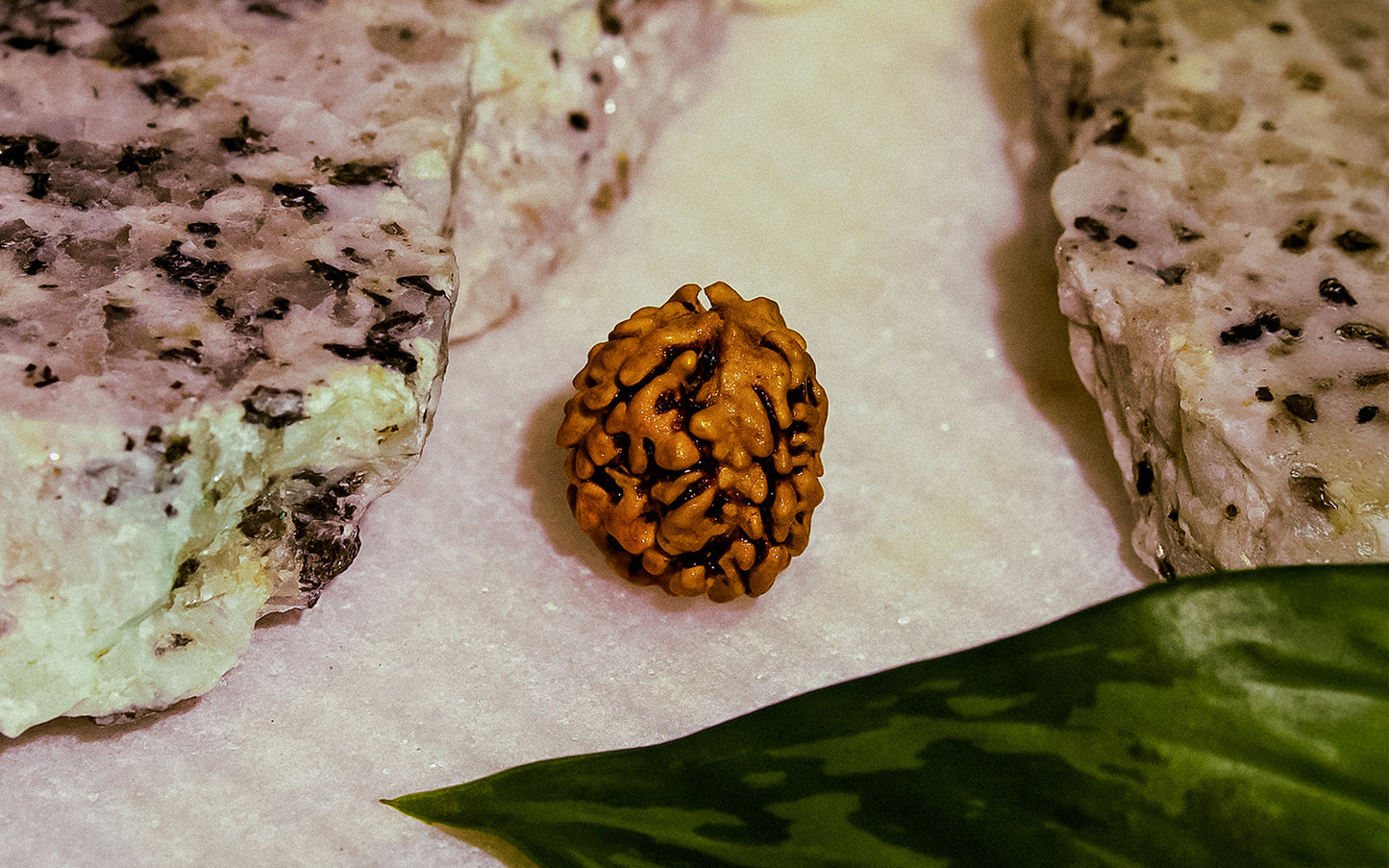3 Mukhi Rudraksha (Nepali)