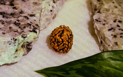 3 Mukhi Rudraksha (Nepali)