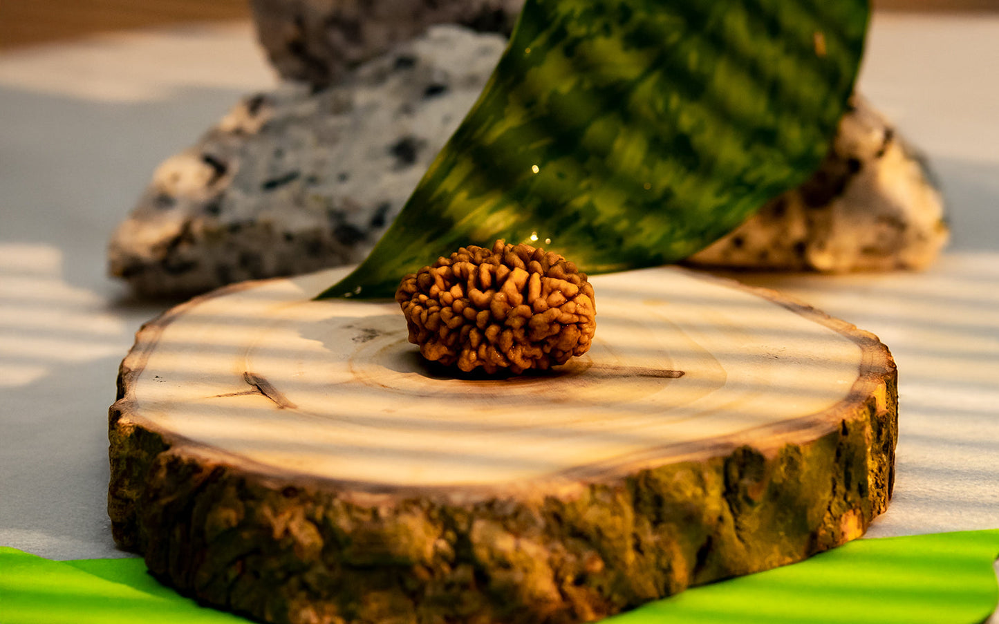 2 Mukhi Rudraksha (Indian)
