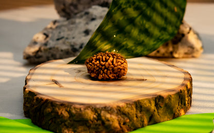 2 Mukhi Rudraksha (Indian)