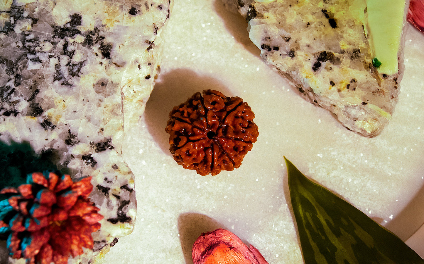 7 Mukhi Rudraksha (Nepali)