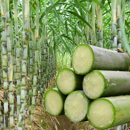 Green-Skinned Mini Sugarcane - Pack of 50 Sugarcane pant seeds