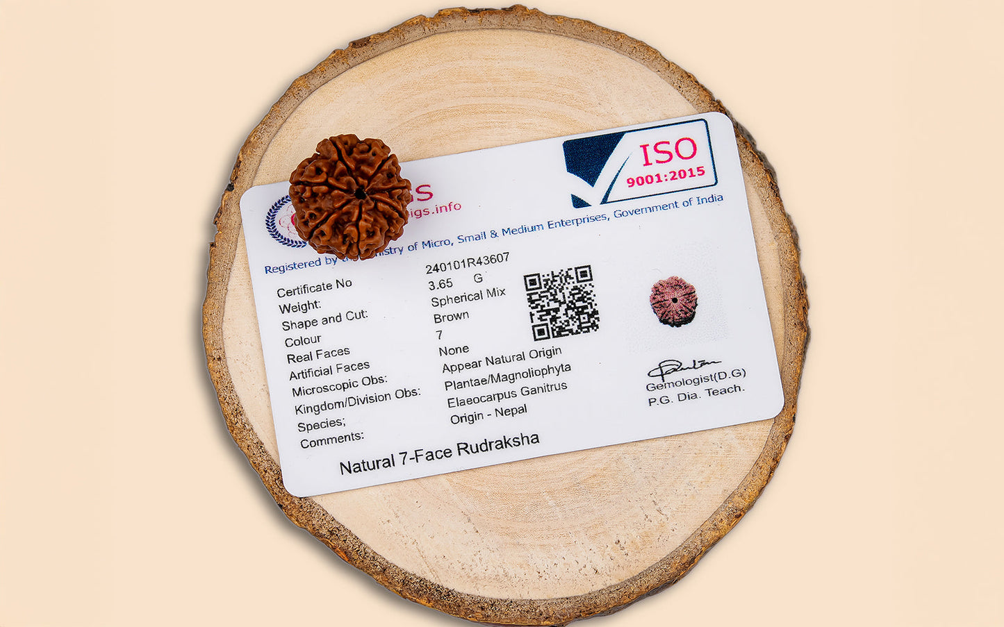 7 Mukhi Rudraksha (Nepali)