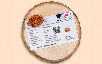2 Mukhi Rudraksha (Indian)