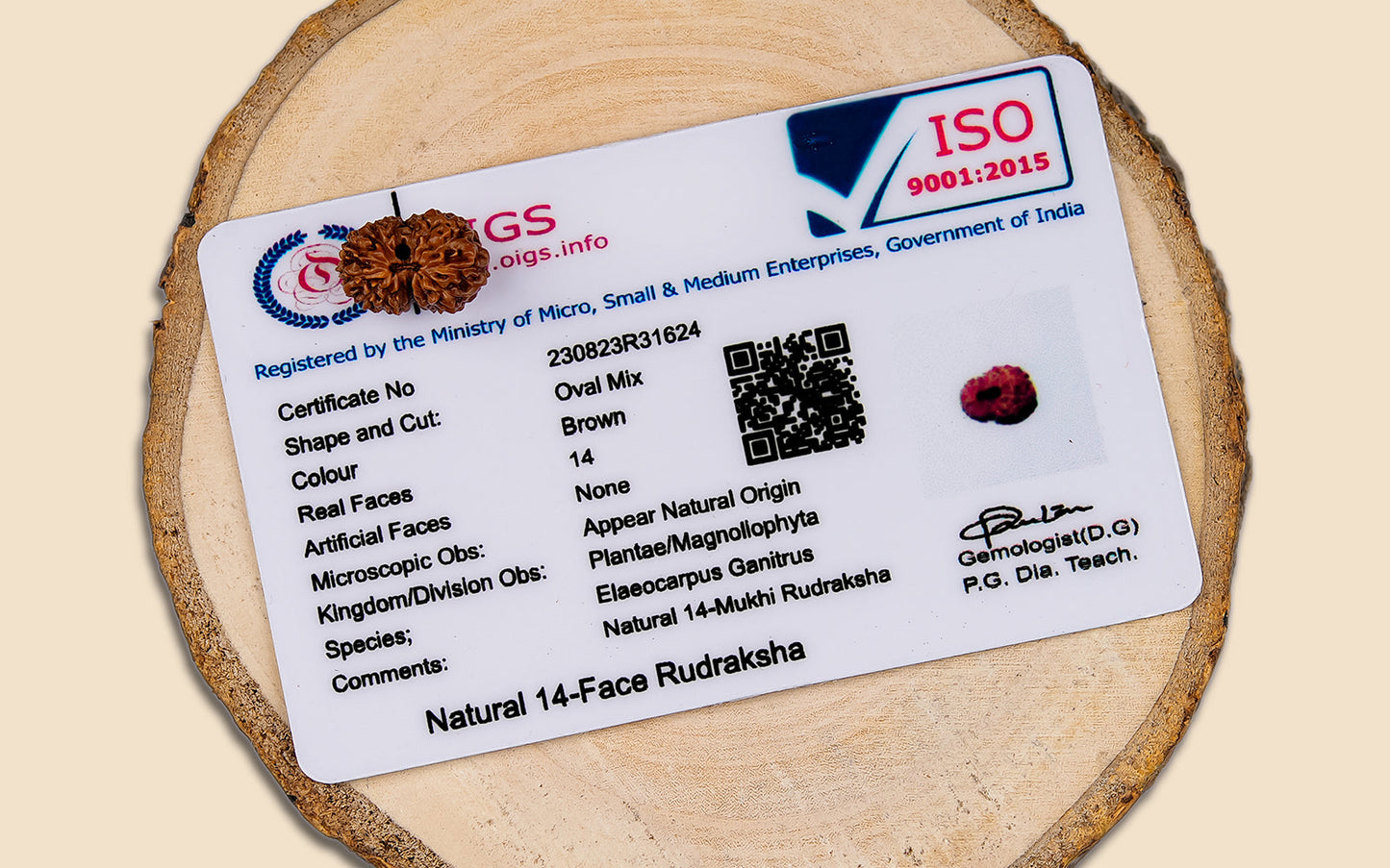 14 Mukhi Rudraksha (Indo)