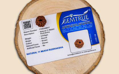 11 Mukhi Rudraksha (Indo)