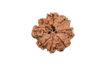 8 Mukhi Rudraksha (Nepali)